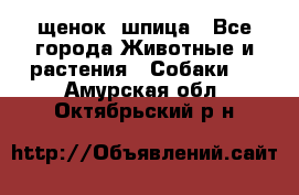 щенок  шпица - Все города Животные и растения » Собаки   . Амурская обл.,Октябрьский р-н